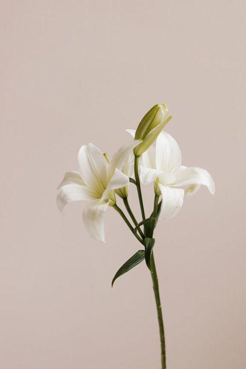 Enchanted Meadow: Harmony in Floral Crescendo